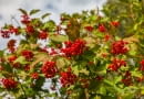 Kalina koralowa Viburnum opulus