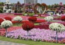 Miracle Garden w Dubaju został otwarty w Walentynki 2013 roku