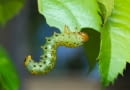 Arge ochropus — obnażacz różówki