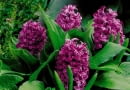 Hiacynt (Hyacinthus). Kwiaty cebulowe