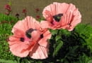 Mak wschodni (Papaver orientale)