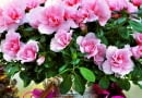 2Azalea - Hybr. Christine M. Azalee weihnachtlich