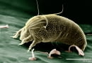 Rust Mite