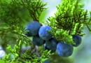 Dojrzałe owoce jałowca wyniosłego mają niebieskawy nalot i także jadalne.