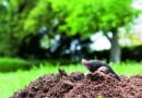 Kret praktycznie całe życie spędza pod ziemią. Na powierzchnię wychodzi sporadycznie - letnimi nocami lubi posmakować np. dojrzałych truskawek lub poziomek, których jest wielkim amatorem