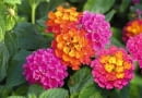 nowości kwiatowe, kwiaty na balkon, Lantana Calippo 'Tutti Frutti'