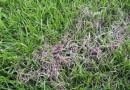 Plamy na trawniku. Różowa plamistość, czerwona nitkowatość, choroby trawnika