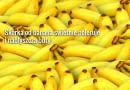 Do czego wykorzystać skórki bananów?