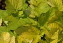 Pęcherznica kalinolistna (Physocarpus opulifolius) 'Luteus'