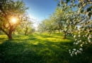 Wiosenny przegląd drzew owocowych