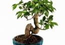 Bonsai z figowca bengalskiego