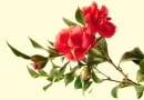 Kamelia 'DESIRE'
