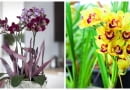 Najbardziej popularne storczyki. Od lewej falenopsis i cymbidium