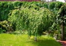 OGROD DRZEWO LISCIASTE BRZOZA BRODAWKOWATA BETULA VERRUCOSA ' YOUNGII ' FOT. MALGORZATA DYRSKA PUBLIKACJA KWIETNIK NR 1 (169) - 1 2009