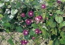 WILEC PURPUROWY IPOMEA PURPUREA PNACZE ROSLINA JEDNOROCZNA SEZONOWA BALKONOWA OGRODZENIE METALOWE SIATKA PLOT FOT. PAWEL SLOMCZYNSKI / AGENCJA GAZETA PUBLIKACJA KWIETNIK NUMER SPECJALNY - BALKONY I TARASY - WIOSNA 2003