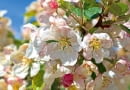 *E4PFR6 Malus Evereste crab apple blossom