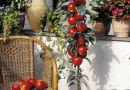 Ballerinab umchen, S ulenapfelbaum, Malus domestica Ballerina SLOWA KLUCZOWE: 60007 appel Apple Balcony/terrace in pot Balkon/terras in pot Ballerina Compleet product Complete product domestica DVEBM Fruit Fruits Malus Malus domestica Ballerina rood Westland Hochformat