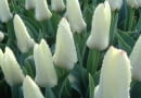 Rośliny cebulowe. Tulipan Concerto