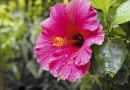 Róża chińska (Hibiscus rosa-sinensis) porażona przez plamistość liści słabiej rośnie.