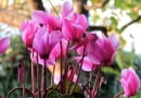 Cyklameny
