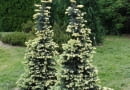 Świerk kłujący (Picea pungens) 'Białobok'. Iglaki