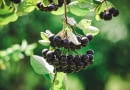 Aronia