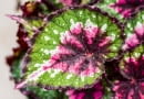 Begonia królewska (Begonia rex 'Paso Doble')