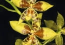 Rossioglossum schlieperianum tworzy wiele kwiatów.