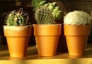Ziemia w ceramicznych doniczkach łatwo przesycha, co służy kaktusom.