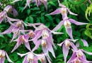 POWOJNIK ALPEJSKI ' RUBY ' CLEMATIS - ROSLINA , PNACZE , KWIATY FOT. LILIANNA SOKOLOWSKA PUBLIKACJA KWIETNIK NR 5 (197) - 5 2011