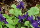 UWAGA ! DO JEDNORAZOWEJ PUBLIKACJIOGROD LESNY , KWIATY - FIOLKI WONNE ( VIOLA ODORATA )FOT. LILIANNA SOKOLOWSKAPUBLIKACJA OGRODY NR 10 (138) - 10 2010