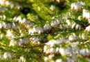 Wrzosiec (Erica). Krzewinki