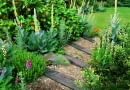 DENMANS GARDEN, SUSSEX: GRAVEL RIVER WITH RAILWAY SLEEPER STEPS PLANTED WITH VERBASCUM OLYMPICUM, SISYRINCHIUM STRIATUM AND FOXGLOVES.DENMANS GARDEN, DESIGNER JOHN BROOKES