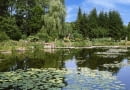 BOLESTRASZYCE PARK DENDROLOGICZNY ARBORETUM JEZIORKO WODA STAW ZBIORNIK WODNY LILIA WODNA GRZYBIEN BIALY NYMPHAEA ALBA ROSLINA WODNA BYLINA FOT. LILIANNA SOKOLOWSKA SLAJD MALY PUBLIKACJA OGRODY NR 9 (65) - 9.2004 SLOWA KLUCZOWE: PARKI ROSLINY WODA XNO ZDJĘCIE DO WKŁADKI: PUBLIKACJA OGRODY NR 9 (65) - CZASOPISMA