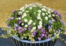 Srebrzeń, fioletowe osteospermum i drobnokwiatowa bakopa posadzone w dużym pojemniku tworzą zgrabną kopułę.