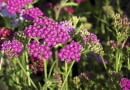 Purpurowy krwawnik 'Cerise Queen' kwitnie od czerwca do października