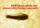 Rybiki nie są szkodliwe - jeśli w domu będzie czysto i sucho, będą się pojawiać sporadycznie