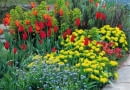 Colourful border of Tulips and Euphorbia polychroma at Great Dixter SLOWA KLUCZOWE: Beet Beete Bepflanzung Blume Cottage Farbe Farben Fr´hling Garten Knolle Knollen Myosotis Raublattgew chse Tulpen Vergissmeinnicht Vergi?meinnicht anpflanzen bepflanzen blau bl´hend bunt einpflanzen gelb rot tulipa quadratisch