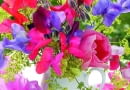 FBouquet of Lathyrus odoratus, Alchemilla, Alcea and Borago officinalis