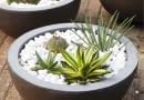Succulents SLOWA KLUCZOWE: Kerne Luc Klinkhamer Perennial Steine Sukkulente eingetopft Hochformat
