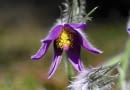 Pulsatilla patens SLOWA KLUCZOWE: chronione i zagrożone