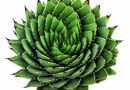 ALOE POLYPHYLLA uchodzi za perłę wśród aloesów. Rośnie bardzo powoli, a jego liście układają się w skręconą spiralnie, niską rozetę. Egzemplarz widoczny na zdjęciu jest wyjątkowo okazały, ma kilkanaście lat.