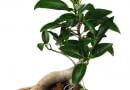 Drzewka bonsai powinny być stale przycinane, w przeciwnym razie stracą miniaturową formę