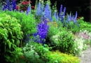 Mixed herbaceous border