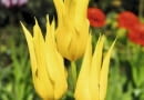 Żółty tulipan Tulip, tulipan, Tulpe, tulipe, Lily-flowered Group, Gruppe mit lila-Blueten, Grupa Liliokszta?tne SLOWA KLUCZOWE: Tulpe, Tulipe, Tulip, Tulipan Lily-flowered Group, Gruppe mit lila-Blueten Grupa Liliokszta?tne Tulipa West Point