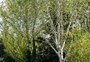 Brzoza pożyteczna (Betula utilis 'Doorenbos'). Drzewa ozdobne