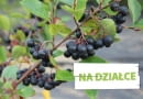 Aronia czarna