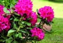 różanecznik, rododendron, rośliny ogrodowe