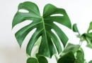 monstera