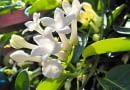 Stefanotis bukietowy (Stephanotis floribunda)